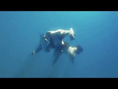 underwater swimming Elite