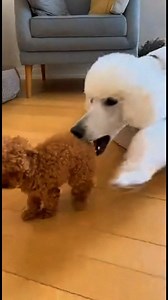 150K views · 1.4K reactions | Oh shit. The white Standard Poodle looked really angry, but this whole video is AI-generated—so don’t take it seriously. #poodlelove #poodle #doglover | About Poodle | Facebook