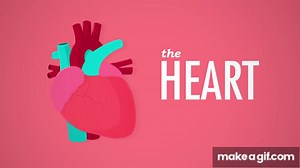 The Heart, part 1 - Under Pressure: Crash Course A&P #25 on Make a GIF