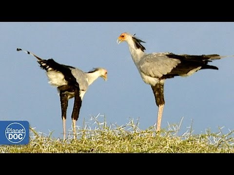 Secretary bird (Shaba reserve)