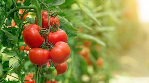 5 Tips Sukses Menanam Tomat Hidroponik