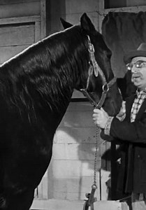The Three Stooges  Comedy Gold Standard S05:E06 - Horsing Around
