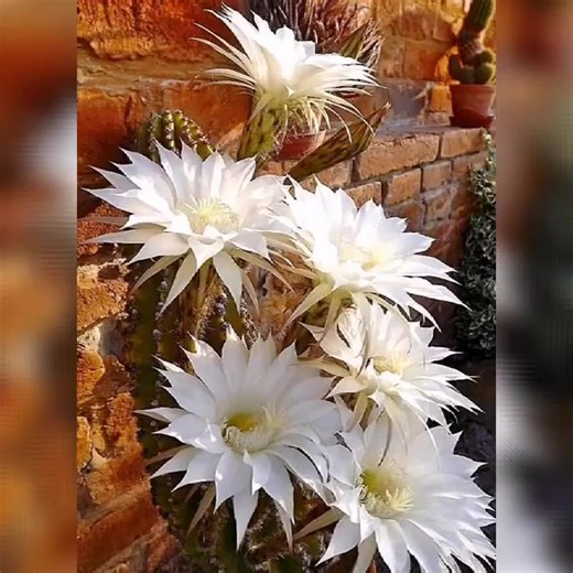 19K views · 2.6K reactions | Cactus Garden | Cactus Garden | Facebook