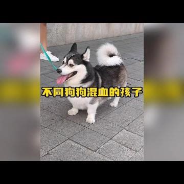 These mixed-breed puppies are hilarious! The Corgi genes are so strong! #dogs #huskies #cutepetde...