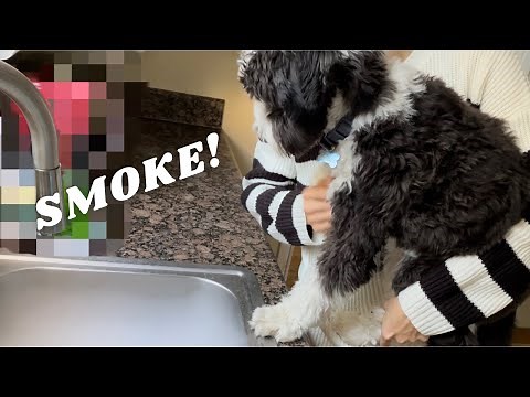 The Funniest & Cutest Mini Sheepadoodle Compilation