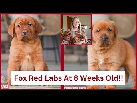 What To Expect from 8 Week Old Fox Red Labrador Retrievers!?