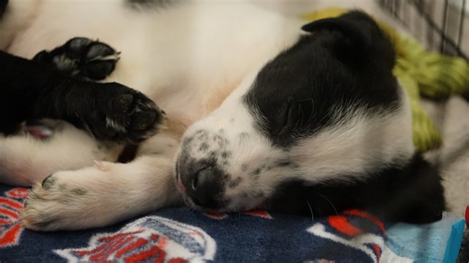 More than 100 dogs adopted, fostered from Austin Animal Services over the weekend