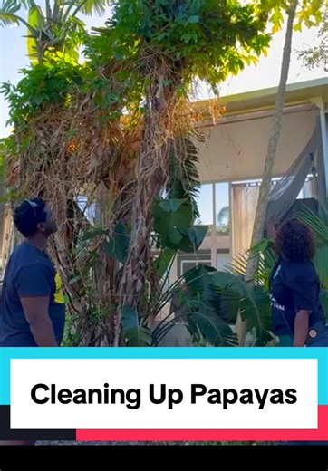 Stopped in at Simpli Farms for a full farm tour with Bermingham & Romana Simplice — and listen… this papaya situation deserved its own moment. What we’re previewing in this clip: their papaya has literally grown up past the pool house, pushed through surrounding passion vines and birds of paradise, and is now sitting two to three stories high catching clean Florida sun. It created its own microclimate. That part? Genius. 🌞 But we had the real talk: In Florida, tall and lanky isn’t always impres