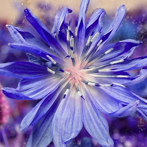 951 reactions · 62 shares | #Anzeige Ein Parfum aus einer anderen Welt, ein Talisman mit einer magischen und positiven Kraft - MUGLER ALIEN #BeExtraordinary | Germany's Next Topmodel | Facebook