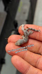 Here is a first for me. A freshly hatched flying gecko! This is not something that is commonly seen. #babygecko #flyinggecko #gekko #gekkokuhli | Gekko & Gecko