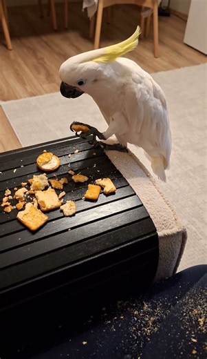 Owning a Cockatoo Be Like #cockatoo #parrot #petbird #kakadu #papaganlar #talkingparot #kuşbakımı