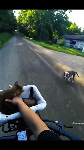 Best Funny Cat Fails Compilation 2023 😹 Must-See Hilarious Cat Videos