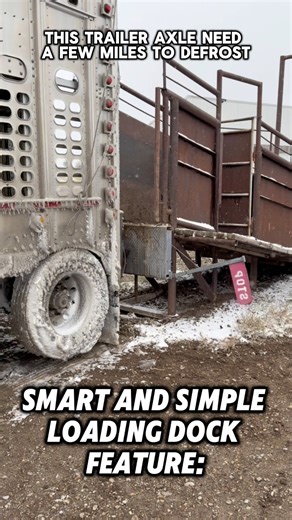 Smart loading dock for livestock semi truck loading & unloading. #truckdriver #trucking #trailer | Alan Trucker