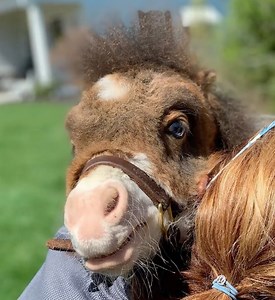 1M views · 17K reactions | Martha the mini horse doesn't let ANYTHING stop her! Suffering from a fatal form of dwarfism and a life expectancy of 6-12 months, her fate looked dim. That's until Stacy and the kind folks at R&R Ranch Minis, rehabilitated her and now she lives her best life running around and making new friends! ❤️ | Daily Paws | Facebook