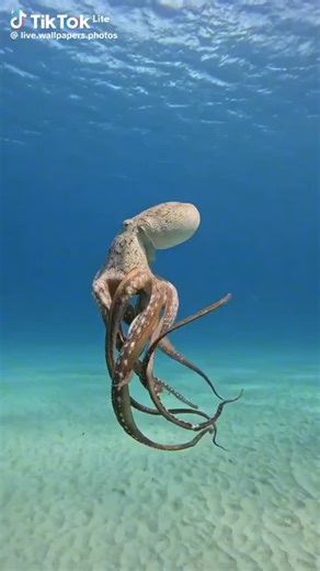 Octopus Lovers on Instagram: "🐙 octopus moves live wallpaper 🦑 Follow us 👉 @octopus.arena for more content💓🌼🥰 ======================= Follow us 👉 @octopus.arena for more content💓🌼🥰 Credit :TikTok @ live.wallpapers.photos (Dm for credit or removal / All rights® are reserved & belong to their respective owners) - Tag someone who needs to see this💙 - - #octopussofinstagram #octopuslife #octopusdrawing #octopus🐙"