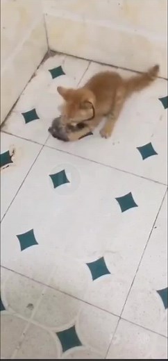 Playful Kitten Engages with a Small Gray Rodent