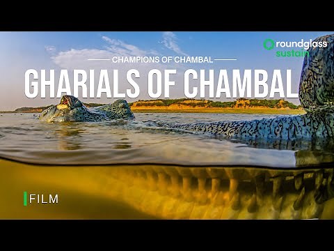 Gharials of Chambal: Snapshots from the River's Edge | The Fight for Survival | ‪@RoundglassSustain‬