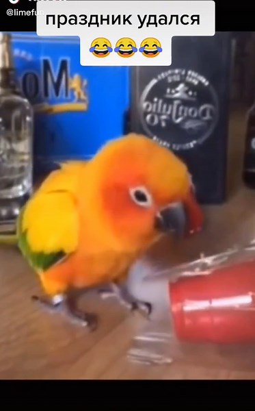 #смешныеживотные #parrotsoftiktok #funnyvideos #parrotdancing #holidayvibes #funnypets #viralvideo #fyp