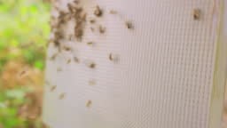 Closeup hands of male beekeeper, with a bee hive tool in hand, who...