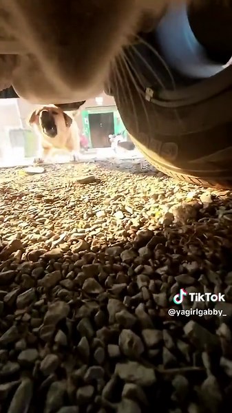 Introducing Cat To Dog: A Heartwarming Friendship