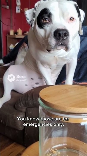 Pet Fails Compilation: Hilarious Treat Snatching Moments #PetFail #FunnyPets #funny # dog