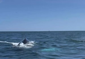 35K views · 1.5K reactions | Cape Cod, Massachusetts | Cape Cod, Massachusetts | Facebook