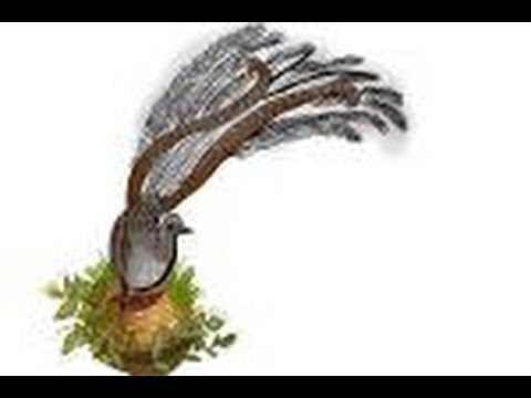 How to draw a Lyrebird