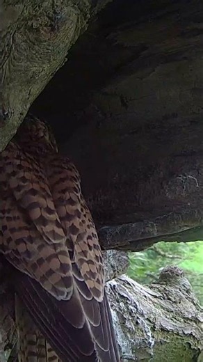 These kestrels have fledged, but they haven't left home 😊