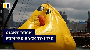 Swooning duck pumped back to life in Hong Kong’s Victoria Harbour - The Global Herald