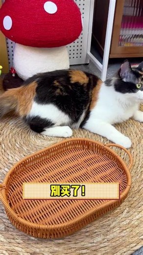 平价猫条天花板来了，60 根鱼油猫条仅需 7.9，0 胶 0 淀 0 诱无多余添加，三种口味猫咪抢着吃。#鱼油猫条#7.9 元 60 根猫条#0 胶 0 淀 0 诱猫条#猫咪解馋零食#平价养猫好物