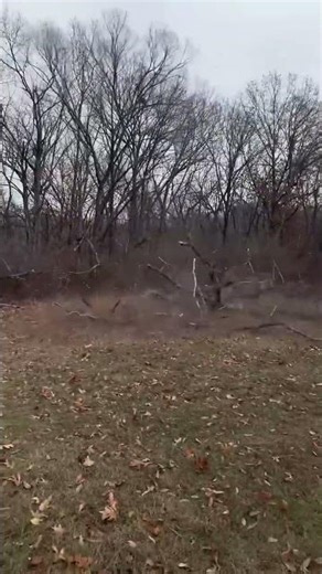 All clips combined ￼ #treecutting #forestry #tree #treeremoval #chainsaw #treetrimming #stihl