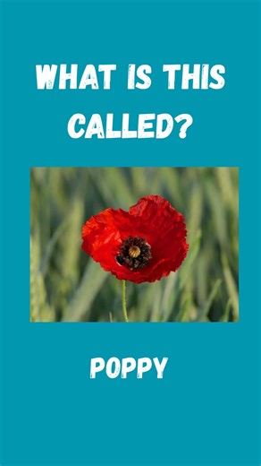 #learn these words #basic learning