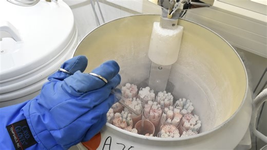 Procréation médicale assistée : anonymat des dons de gamètes et d’ovocytes, accès aux origines… ce qui change