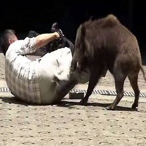 4.2M views · 4K reactions | When wild boars attack, all is running | Daily Reptile | Facebook