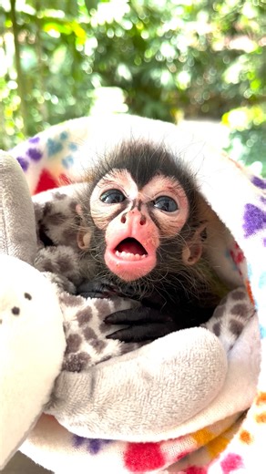 10K views · 339 reactions |  New Rescue baby spider monkey  Last...