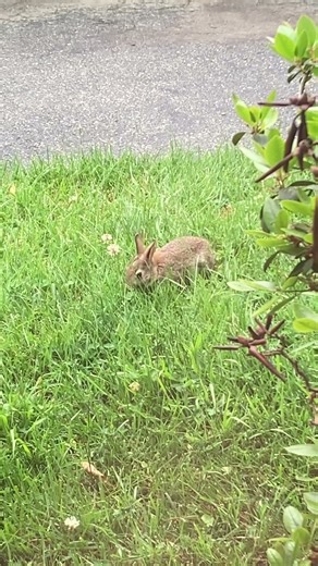 Wild Cottontail Rabbit EATING CLOSE #nature #wildlife #bunny #eating #animals #shortvideos #shorts