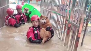 Each firefighter held a dog! Staff members and more than 20 dogs at a pet hospital in Chengdu, Sichuan Province were trapped due to heavy rainfall. Firefighters transferred them to kayaks in batches. After six hours of work, all staff and pets were rescued, safe and sound. | China Plus America