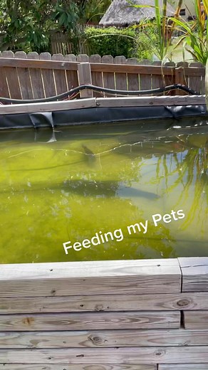 1.9M views · 9.7K reactions | My Hungry Pet Monster Fish!  #hungry #fishing #Pets #animals #viral #reels | Zak Catch Em | Facebook