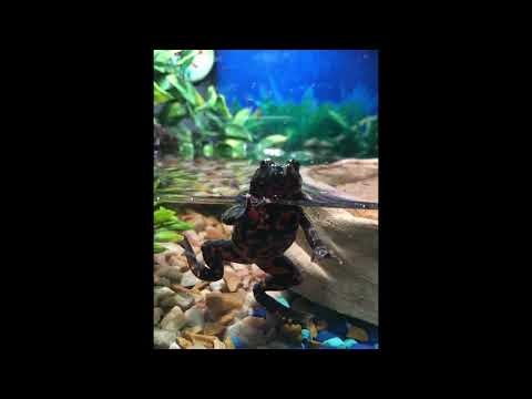 50 fascinating fast facts about fire bellied toads