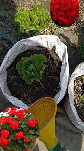 Geranium propagation #geranium #gardening #flowers #cutting