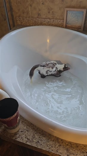 Skunky Bath Time Fun with Ophelia