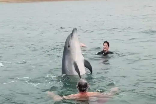 Fears Reggie the dolphin 'targeting swimmers' after 'scaring woman to death'