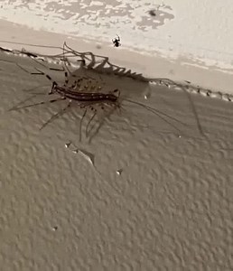 4.9K views | Never EVER k*ll a house centipede again. I had no idea. Check in the comments  | Our Beautiful Paradise | Facebook