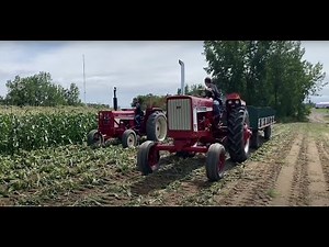 Byron sweet corn harvester for fresh market