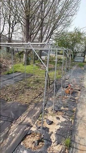 포도나무 지지대 만들었어요~~