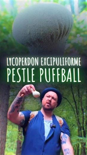 Phallic Shaped Mushrooms - Pestle Puffball #fungus #foraging #forage #mushroom #fungus #fungi #food