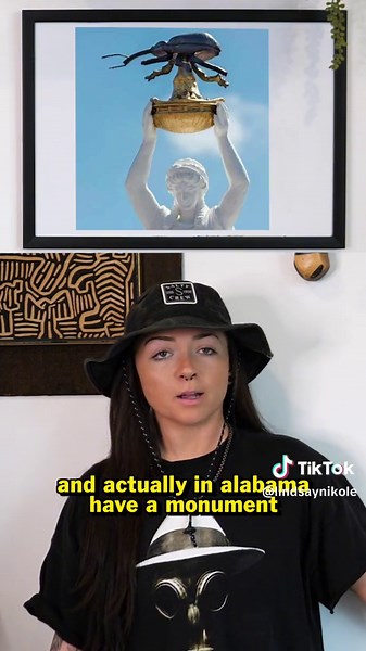 The Infamous Bull Weevil: A Cotton Field Nightmare