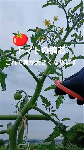 トマト摘芯のやり方！簡単に！家庭菜園