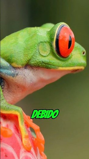 What would happen if all the frogs disappeared?