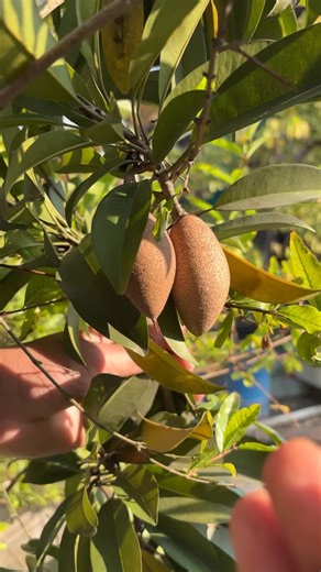 The sapota fruit (Manilkara zapota), commonly known as chikoo or sapodilla, is a tropical fruit with a sweet, caramel-like flavor and a grainy texture. It is native to southern Mexico and Central America and is widely cultivated in tropical regions around the world, including India and Southeast Asia | Mission Gardening